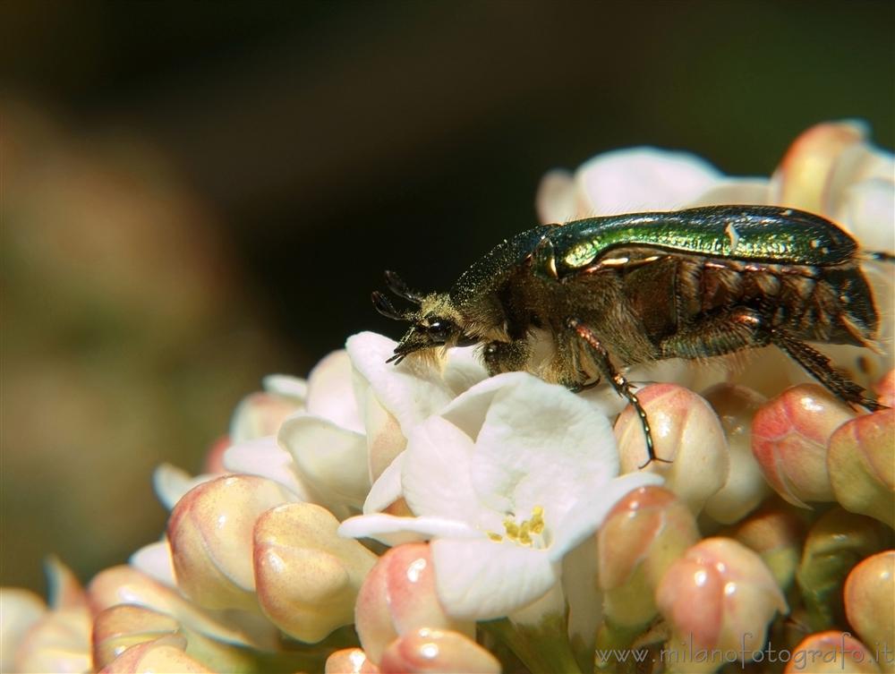 Campiglia Cervo (Biella) - Prabilmente Potosia cuprea metallica (in alternativa Cetonia aurata)